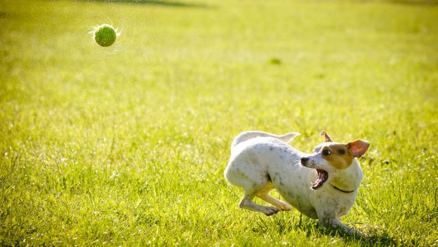 Dog and Ball