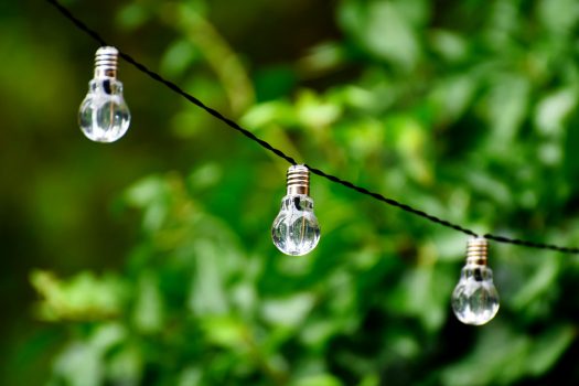 a lightbulb in a tree