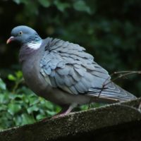 Pigeon